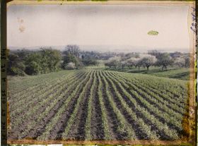 Image représentant Seine et Oise, St Nom la Bretèche, Culture de pois