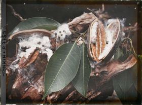 Image représentant Les feuilles et les fruits du kapokier