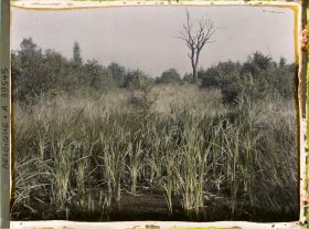 Image représentant Belgique, Font d'Houthulst, Un aspect de la forêt