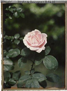 Image représentant Rose rose à peine éclose