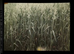 Image représentant Ile de France, Presles, Tiger d'Avoine