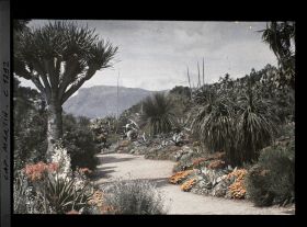 Image représentant allée bordée de soucis