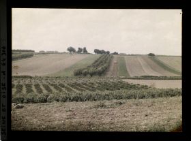 Image représentant Ile de France, Sarcelle St Briec, Verger de poiriers