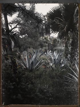 Image représentant Cap-Martin - Le Jardin