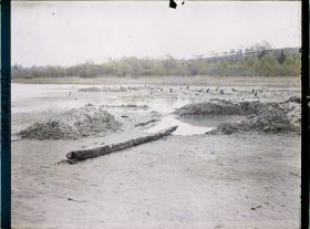 Image représentant Site palafittique préhistorique des Alpes, pieux en bois visibles lors de la baisse des eaux après la grande sécheresse de 1921 sur le lac de Neuchâtel