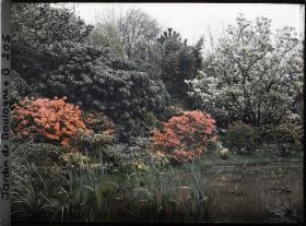 Image représentant Massif d'arbustes flamboyants en bordure " d'étang ", vu vers le nord-est du marais