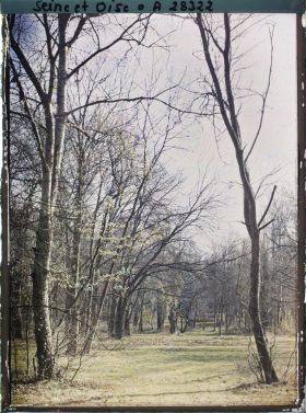 Image représentant Sous bois dans le parc