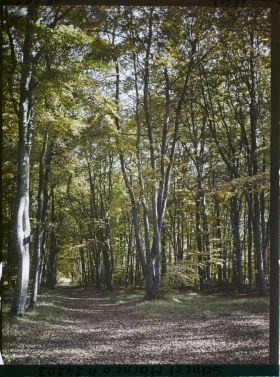 Image représentant Forêt