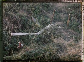 Image représentant France, Thiaumont, Tranchée de Thiaumont les fusils sortant de terre avaient été attachés par des étoffes tricolores