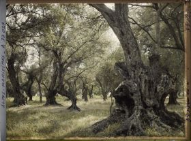 Image représentant Forêt d'oliviers