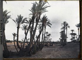 Image représentant La palmeraie