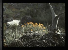 Image représentant Fleurs
