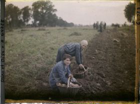 Image représentant Ile de France, Maffliers, Jeunes filles ramassant les pommes de terre après le passage de la charrue