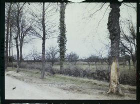 Image représentant Lieu de l'accident d'automobile survenu au prince Kitashirakawa, aspect de l'arbre contre lequel est venu se heurter la voiture