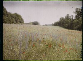 Image représentant Ile de France, Luzarches, Fleurs des Champs