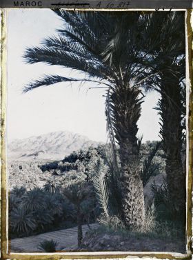 Image représentant La palmeraie avec au fond le Djebel Grouz