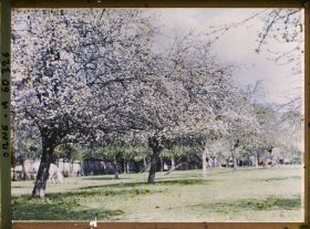 Image représentant Verger en fleur