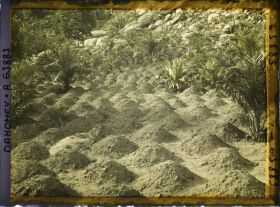 Image représentant Culture de maïs à flanc de montagne