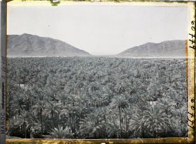 Image représentant La mer de palmes avec au fond le col de Zenaga
