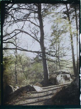Image représentant France, Fontainebleau, Forêt de Fontainebleau