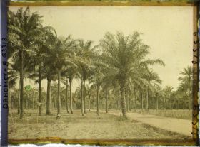 Image représentant Palmeraie sur la route de Daagbé