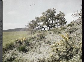 Image représentant La lisière de la forêt de chênes