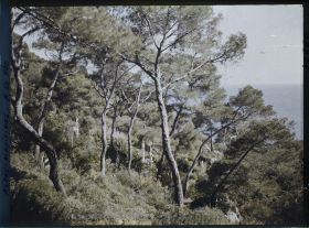 Image représentant Ponctuations d'éléments sculptés dans la pinède de la villa Cypris dominant la mer