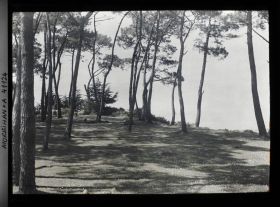 Image représentant Le bois d'Amour et ses pins parasols