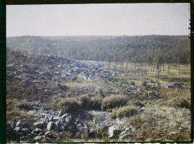 Image représentant Forêt