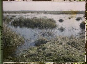 Image représentant Les marais de Saint-Gond