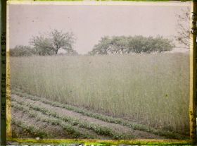 Image représentant Ile de France, Frepillon, Champ de seigle