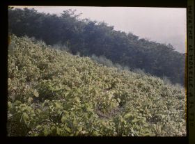 Image représentant France, Thiaucourt, Une vigne au Soleil levant
