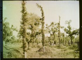 Image représentant Probablement Konglin, la nécropole de la famille de Confucius