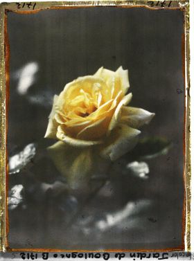 Image représentant Rose jaune