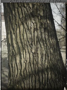 Image représentant Autriche Hongrie, Lundenbourg, Un tronc de tilleul tout moussu (1m50 de diamètre)