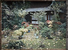 Image représentant Bonsaïs et grands arbres à l'automne, au pied de la pagode du " village japonais "