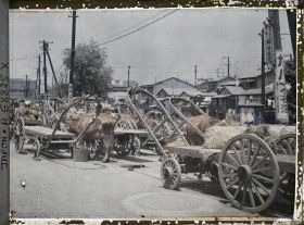 Image représentant attelages à bœufs