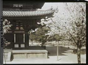 Image représentant Temple Kôfuku-ji : soubassement et premier niveau de la pagode à cinq étages ; cerisiers en fleurs et pins