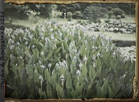 Image représentant Floraison bleue aux étangs
