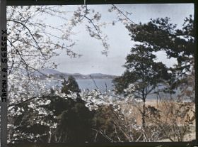 Image représentant Cerisiers en fleurs