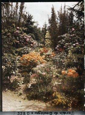 Image représentant Azalées et rhododendrons près du marais