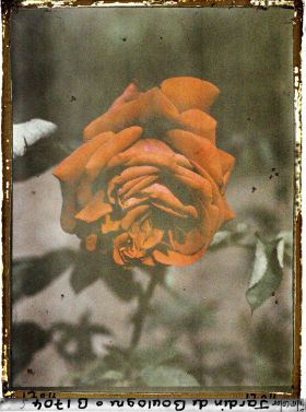 Image représentant Rose rouge