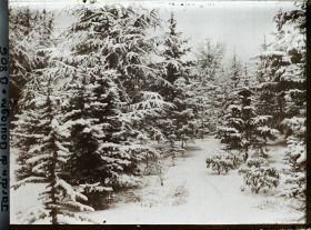 Image représentant la forêt bleue sous la neige
