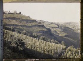 Image représentant Allemagne, Oberwesel, Vignes