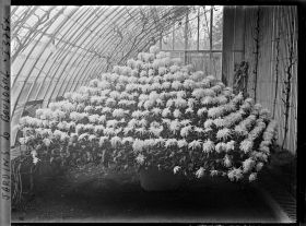 Image représentant Composition florale constituée de chrysanthèmes, dans une des serres adjacentes au jardin d'hiver