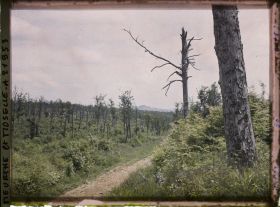 Image représentant France, Bois le Prêtre, Aspect du Bois le Prêtre dans sa partie Sud Ouest
