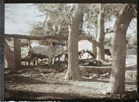 Image représentant Un manège pour la fabrication d'enduit servant à la construction des édifices
