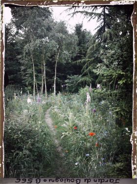 Image représentant Prairie en fleurs au coeur de la forêt dorée