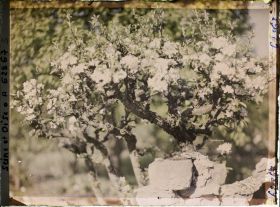 Image représentant Seine et Oise, St Nom la Bretèche, Poirier en fleurs