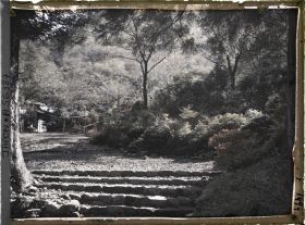 Image représentant Un sous-bois aux abords du lac Ashinoko